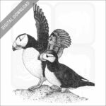 Horned Puffins