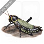 Western Horse Lubber Grasshopper stock image