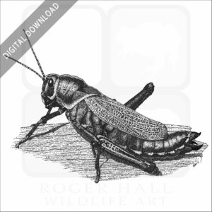 Western Horse Lubber Grasshopper