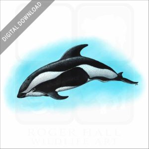Hourglass Dolphin stock image