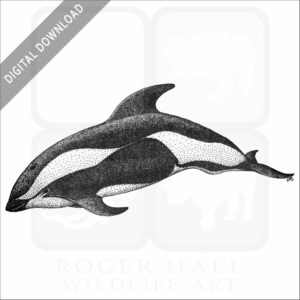 Hourglass Dolphin