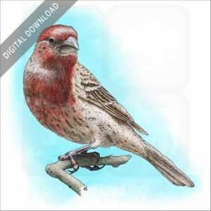 House Finch stock image