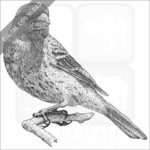 House Finch