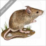 House Mouse stock image