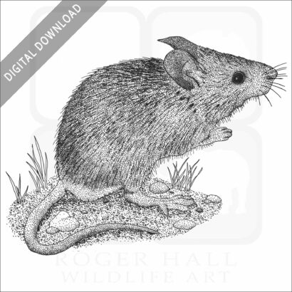 House Mouse