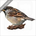 House Sparrow stock image