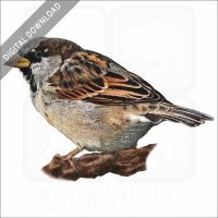 House Sparrow stock image