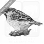 House Sparrow