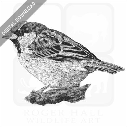 House Sparrow