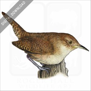 House Wren stock image