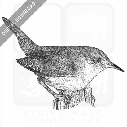 Pen and ink illustration of a House Wren (Troglodytes aedon)