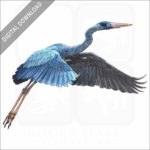 Humblot's Heron stock image