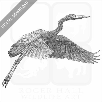 Humblot's or Madagascar Heron