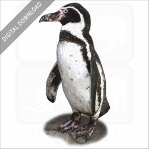 Humboldt Penguin stock image