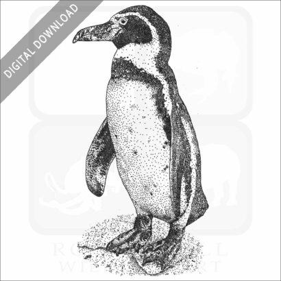 Humboldt Penguin