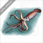 Humboldt Squid stock image