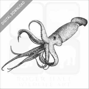 Humboldt Squid