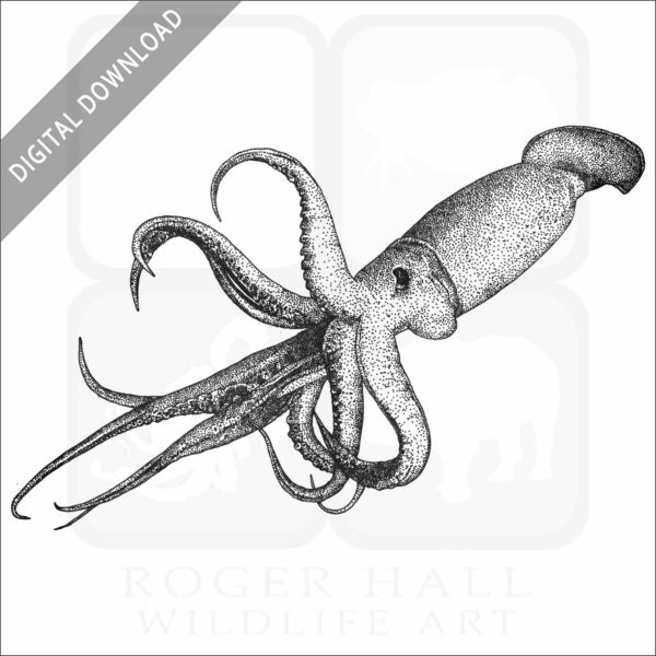 Humboldt Squid