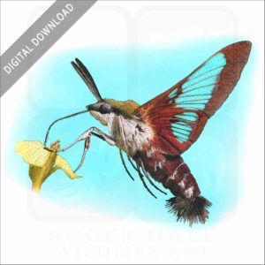 Hummingbird Clearwing Moth stock image
