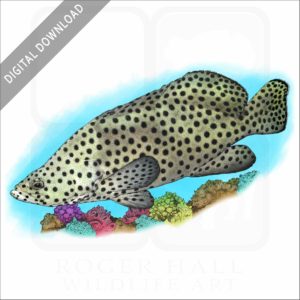 Humpback Grouper stock image