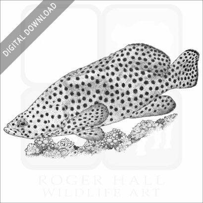 Humpback Grouper