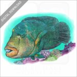 Humphead Wrasse stock image