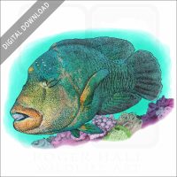 Humphead Wrasse stock image