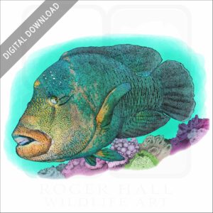 Humphead Wrasse stock image