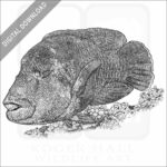 Humphead Wrasse