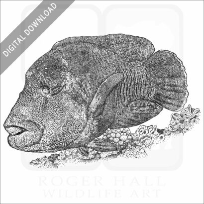 Humphead Wrasse