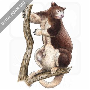 Huon or Matschie's Tree Kangaroo stock image