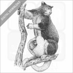 Huon or Matschie's Tree Kangaroo