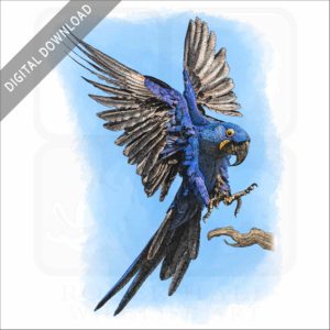 Hyacinth Macaw stock image