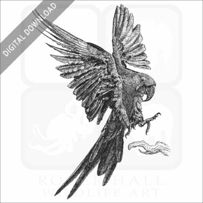 Hyacinth Macaw