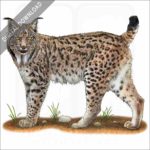 Iberian Lynx stock image
