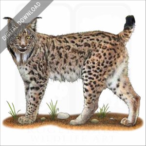 Iberian Lynx stock image