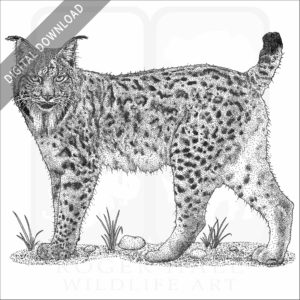 Iberian Lynx