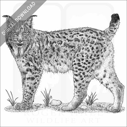 Iberian Lynx