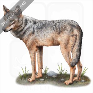 Iberian Wolf stock image