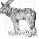 Iberian Wolf