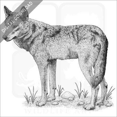 Iberian Wolf