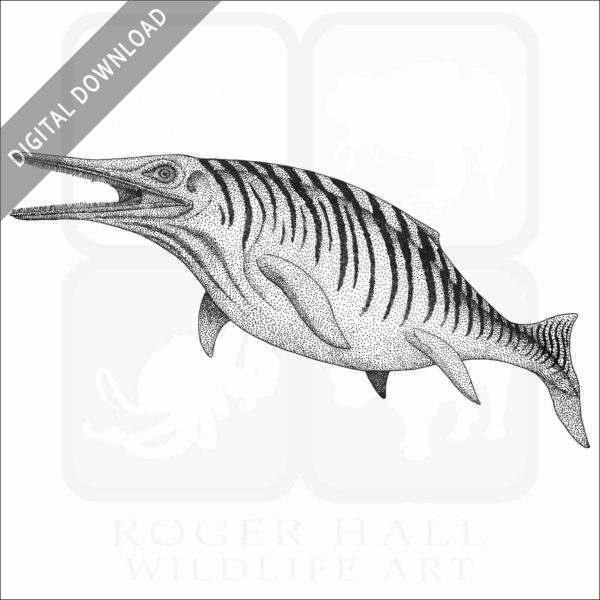 Ichthyosaur
