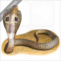 Indian Cobra stock image