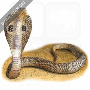 Indian Cobra stock image