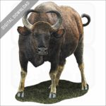 Indian Gaur stock image