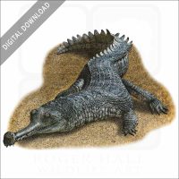 Indian Gharial stock art