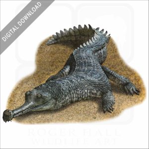 Indian Gharial stock art
