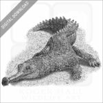 Indian Gharial