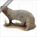 Indian Gray Mongoose stock image