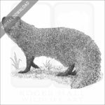 Indian Gray Mongoose